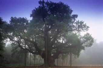 major oak